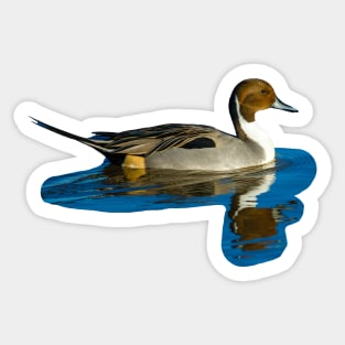 Pintail reflections Sticker